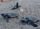 Greek Sea Turtles